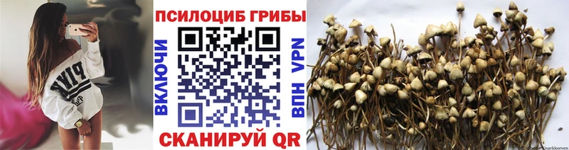 Галлюциногенные грибы Psilocybe Новозыбков