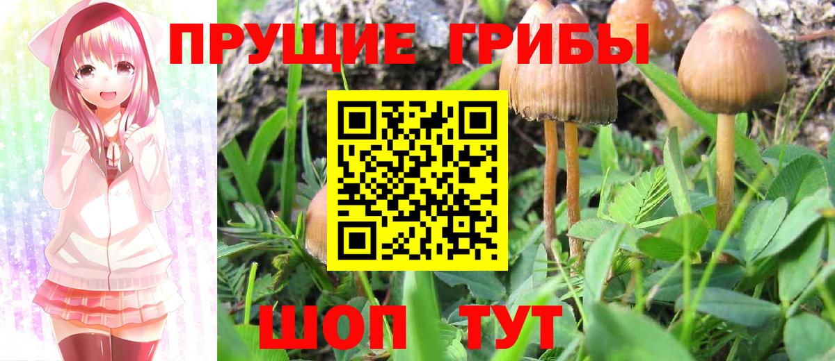 Псилоцибиновые грибы GOLDEN TEACHER Новозыбков